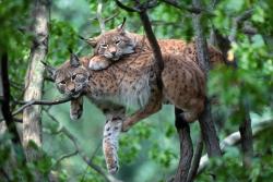 In die Welt der Luchse können Zuschauer bei der Kurzfilm-Reihe eintauchen. Die Premiere findet am 23. Juni im Hans-Eisenmann-Haus statt (Foto: Manfred Delpho/Nationalpark Bayerischer Wald ­  –  Freigabe nur in Verbindung mit dem Veranstaltungshinweis).