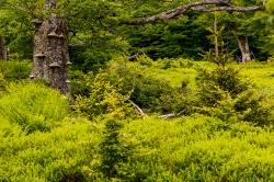 Die Natur im Wandel der Jahreszeiten erleben können die Teilnehmer der Wanderung am 23. Juni zum Großen Falkenstein. (Foto: Steffen Krieger/Nationalpark Bayerischer Wald ­  –  Freigabe nur in Verbindung mit dem Veranstaltungshinweis)