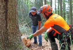 Werner Kaatz, Leiter der Nationalparkdienststelle Riedlhütte (links), und Forstwirtschaftsmeister Michael Lender besichtigen die Schnittstelle einer Tanne, die aufgrund von Fäulnis gefällt werden musste. (Foto: Annette Nigl/Nationalparkverwaltung Bayerischer Wald).