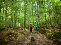 Bei den Wanderungen mit Religionspädagogin Susanne Keilhofer gibt’s besondere Einblicke in den Nationalparkwald. (Foto: Daniela Blöchinger/Nationalpark Bayerischer Wald)