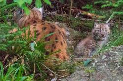 Das erste Foto vom Luchs-Nachwuchs im Nationalparkzentrum Falkenstein ist einem Besucher in der Abenddämmerung gelungen (Foto: Ralf Lange).