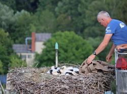 Nach wenigen Minuten konnte Markus Schmidberger, der mit der Grafenauer Drehleiter zum Nest hochgefahren wurde, die Beringung beendet. Währenddessen lag eine Decke über den Vögeln, um sie zu beruhigen. (Foto: Gregor Wolf/Nationalpark Bayerischer Wald)