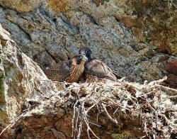 Die Wanderfalken im Höllbachgespreng waren mit ihrer Brut erfolgreich. Vor knapp zwei Wochen sind drei Jungvögel erstmals aus dem Horst geflogen (Foto: Michael Pscheidl / Nationalparkverwaltung Bayerischer Wald).