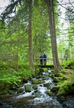 Die Wanderung mit vielen interessanten Anekdoten führt an der Fredenbrücke vorbei zur Bärnlochhütte. (Foto: Daniela Blöchinger/Nationalpark Bayerischer Wald)