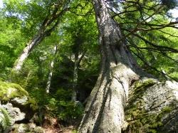Durch ursprüngliche Waldgebiete führt die spannende Krimiwanderung am 7. Juli. (Foto: Dr. Franz Leibl / Nationalpark Bayerischer Wald)