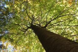Unter dem Motto „Wie ein Baum so sei vor Dir mein Leben“ steht die Führung für Frauen am Freitag, 13. Juli. (Foto: Katrin Wachter / Nationalpark Bayerischer Wald)