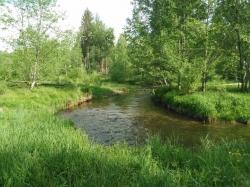 Wie sich der Kolbersbach nach der Renaturierung in eine Wildnis zurückverwandelt, können Interessierte jeden Samstag um 11 Uhr bei einer Wanderung erleben (Foto: Petra Jehl / Nationalparkverwaltung Bayerischer Wald).