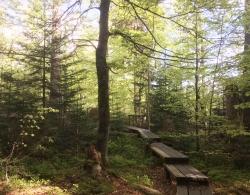 Über den Seelensteig führt am Montag, 23. Juli, eine meditative Wanderung aus der Reihe „Nationalpark und Schöpfung“. (Foto: Sandra Schrönghammer/Nationalpark Bayerischer Wald)