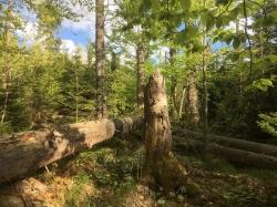 Die Krimiwanderung am 4. August führt durch besonders ursprüngliche Waldgebiete. (Foto: Sandra Schrönghammer / Nationalpark Bayerischer Wald)