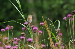 Die nächste grenzüberschreitende Wanderung in den Nationalpark Šumava führt am 5. August bis nach Kvilda, vorbei an Wiesen, auf denen zum Beispiel die verschiedenblättrige Kratzdistel zu bewundern ist (Foto: Rainer Simonis /Nationalpark Bayerischer Wald)