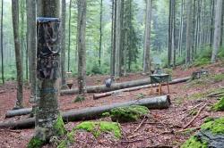 Einblicke in die Forschungsarbeit des Nationalparks Bayerischer Wald gibt’s bei der Führung mit Willi Hoff am 11. August. (Foto: Gregor Wolf / Nationalpark Bayerischer Wald)