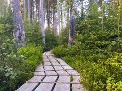 Ein musikalischer Abendspaziergang auf dem Aufichtenwaldsteg bei Spiegelau erwartet die Teilnehmer der Wanderung am 9. August. (Foto: Sandra Schrönghammer / Nationalpark Bayerischer Wald)