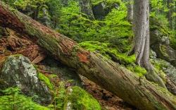 Das Urwaldgebiet am Höllbachgespreng ist Heimat für viele bedrohte Arten. (Foto: Rainer Simonis/Nationalparkverwaltung Bayerischer Wald).