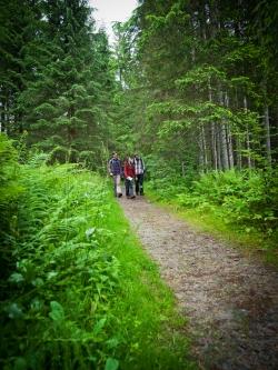 Die nächste grenzüberschreitende Wanderung in den Nationalpark Šumava findet am 12. August statt. (Foto: Daniela Blöchinger)