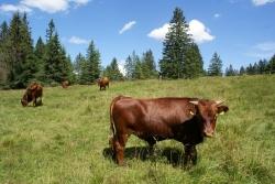 Eine Wanderung zum Roten Höhenvieh auf dem Ruckowitzschachten gibt’s am 18. August. (Foto: Franz Leibl / Nationalpark Bayerischer Wald)