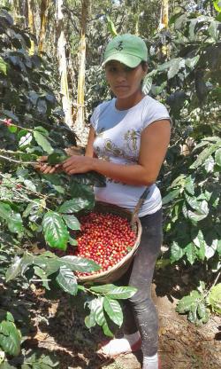 Die Bohnen des fair gehandelten Kaffees aus El Salvador werden in der Region des Nationalparks Montecristo per Hand gepflückt. (Foto: Nationalpark Bayerischer Wald)