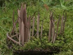 Gleich mehrere bisher unbekannte Standorte der Purpurfarbenen Keule wurden jüngst entdeckt. (Foto: Peter Karasch/Nationalpark Bayerischer Wald)