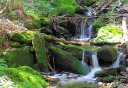 Die grenzüberschreitende Wanderung am 26. August führt unter anderem an idyllischen Bachläufen vorbei. (Foto: Rainer Simonis /Nationalpark Bayerischer Wald)