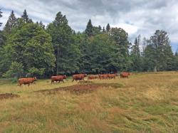 Die zehnköpfige Rinderherde des Nationalparks ist wohlbehalten auf dem Hochschachten angekommen.  (Foto: Josef Nußhardt/Nationalpark Bayerischer Wald)