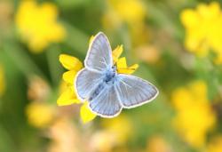 Bei der Führung am 1. September zu den Renaturierungsflachen am Kolbersbach sehen die Teilnehmer, mit etwas Glück, den Hochmoorbläuling. (Foto: Rainer Pöhlmann)