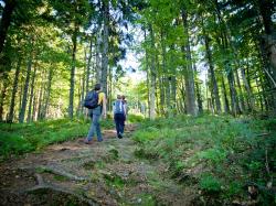 Am 9. September findet die nächste grenzüberschreitende Wanderung ab Bayerisch Eisenstein in den Nationalpark Šumava statt. (Foto: Daniela Blöchinger)