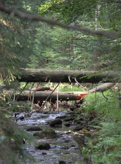 Bei der besinnlichen Wanderung am 15. September können die Teilnehmer die abwechslungsreiche Natur an der Kleinen Ohe erleben. (Foto: Katrin Wachter)