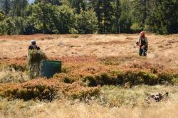 Beim Aktionstag zur Schachtenpflege am 15. September sind alle Interessierten eingeladen, die Schachten frei von Bewuchs zu halten (Foto: Heinz Muggenthaler/ Nationalparkverwaltung Bayerischer Wald).