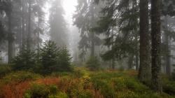 Eine herbstliche Wanderung zum Falkenstein wird am Samstag, 22. September, angeboten. (Foto: Rainer Simonis)