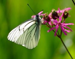 „Wo sind unsere Schmetterlinge hin?“ lautet einer der Filme, die beim NaturVision Schulprogramm gezeigt werden (Foto: Rainer Simonis / Nationalparkverwaltung Bayerischer Wald).