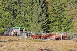 Nationalparkmitarbeiter haben das Rote Höhenvieh am Donnerstag vom Hochschachten auf Zwischenweiden bei Kreuzstraßl gebracht. (Foto: Gregor Wolf/Nationalpark Bayerischer Wald)