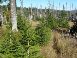 Wie sich die Flächen im Bereich des Zwieselter Filzes in den vergangenen Jahren verjüngt haben, erfahren die Teilnehmer bei einer Wanderung am 13. Oktober. (Foto: Josef Wanninger /Nationalpark Bayerischer Wald)