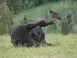 Ein Vortrag über die Bedeutung von tierischer Biomasse, also Aas, findet am 11. Oktober im Waldgeschichtlichen Museum in St. Oswald statt. (Foto: Marc Eric Benbow)