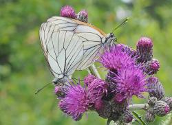 Schmetterlinge wie dieser Baumweißling faszinieren nicht nur im Nationalpark Bayerischer Wald. Daher widmet sich der Eröffnungsbeitrag der NaturVision Filmtage dieser filigranen Wesen. (Foto: Franz Leibl/Nationalpark Bayerischer Wald)