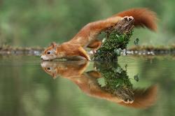 Julian Rad schaffte es mit seinem trinkenden Eichhörnchen auf Platz 10. (Foto: Julian Rad)