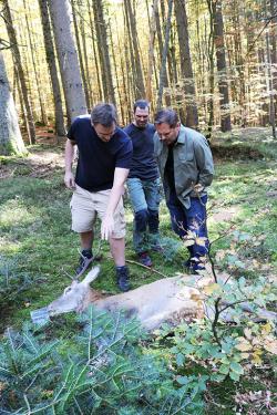 An einem verendeten Rothirsch untersuchten die Forscher um Christian von Hoermann (Mitte), Eric Benbow (rechts) und Kay Hammermeister das Stadium der Zersetzung.  (Foto: Johannes Keim/Nationalpark Bayerischer Wald).