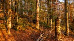 Der Abschied vom Sommer und vom Goldenen Herbst ist das Thema der Führung am 28. Oktober nach Guglöd. (Foto: Rainer Simonis /Nationalpark Bayerischer Wald)