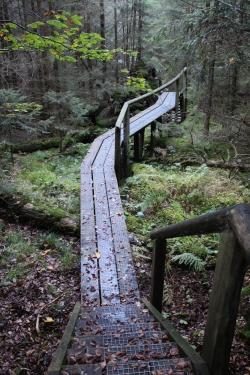 Die Führung über den herbstlichen Seelensteig findet im Rahmen der Veranstaltungsreihe Nationalpark und Schöpfung statt.   (Foto: Gregor Wolf/Nationalpark Bayerischer Wald)