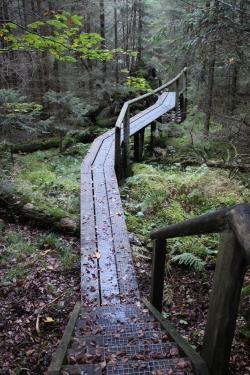 Die Führung über den herbstlichen Seelensteig findet im Rahmen der Veranstaltungsreihe Nationalpark und Schöpfung statt. (Foto: Gregor Wolf/Nationalpark Bayerischer Wald)