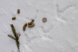 Zahlreiche ehrenamtliche Helfer unterstützten die Forscherteams bei der Suche nach Auerhuhn-Kot. Diese Hinterlassenschaften sind meist etwas größer wie eine Ein-Euro-Münze. (Foto: Sascha Rösner/Nationalpark Bayerischer Wald)