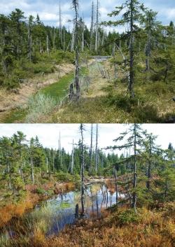 Der Vorher-Nachher-Vergleich vom Tieffilz zeigt deutlich, wie signifikant der Wasserstand im Moor nach der Renaturierung angestiegen ist.   (Fotos: Claudia Schmidt/Nationalpark Bayerischer Wald)