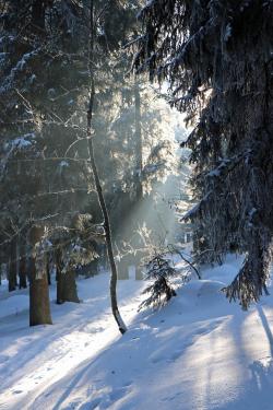 Spaziergänge in den winterlichen Nationalparkwald stehen am 19. und 27. Dezember auf dem Programm. (Foto: Gregor Wolf)
