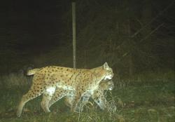 Eine Luchsin mit ihrem Jungen, aufgenommen von einer Kamera mit Bewegungsmelder, einer sogenannten Fotofalle. (Foto: Nationalpark Bayerischer Wald)