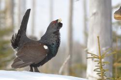 Feuerwerk und Böller scheuchen störungsempfindliche Tiere, wie Auerhühner, auf. Dadurch verbrauchen die Vögel lebensbedrohlich viel Energie. (Foto: Sascha Rösner)