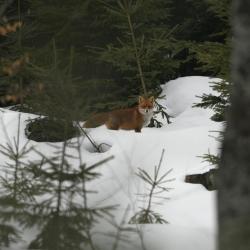 Egal ob Tiere oder Pflanzen – alles ist in Bewegung. Was passiert, wenn der Mensch die Abläufe ändert, wird bei einem Vortrag im Waldgeschichtlichen Museum erklärt. (Foto: Rainer Simonis)