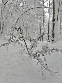 Bereits am Samstag gab’s im Nationalpark Bayerischer Wald viel Schneebruch. In der Nacht auf Sonntag hat sich die Lage nochmals verschärft. (Foto: Gregor Wolf/Nationalpark Bayerischer Wald)