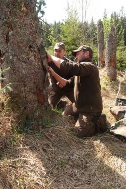 Die beiden Ranger Harald Bauer (r.) und Stefan Neuberger beim Anbringen einer speziell für das Projekt entwickelten Falle. (Foto: Jonas Hagge/Nationalpark Bayerischer Wald)