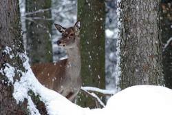 Entbehrungsreich ist der Winter für viele Wildtiere. Wie sie die kalte Jahreszeit trotzdem überstehen, verrät Karl-Heinz Englmaier bei einer Führung am Samstag. (Foto: Rainer Simonis/Nationalpark Bayerischer Wald)