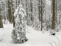 Besinnliches und Naturkundliches erfahren können die Teilnehmer der leichten Schneeschuhwanderung am Donnerstag, 14. Februar. (Foto: Gregor Wolf)