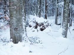 Einen Streifzug durch ein hunderte Jahre altes Waldgebiet gibt es am 23. Februar. (Foto: Franz Leibl)