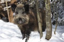 Die Ergebnisse aus 15 Jahren Wildschweinforschung stellt Dr. Janosch Arnold am Donnerstag, 21. Februar, im Haus zur Wildnis vor. (Foto: Janosch Arnold)